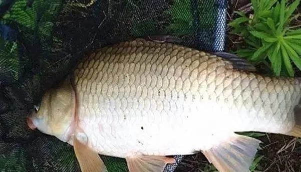 这几个冬季钓鲫鱼的技巧一定要收好,学会以后你就不会封竿了