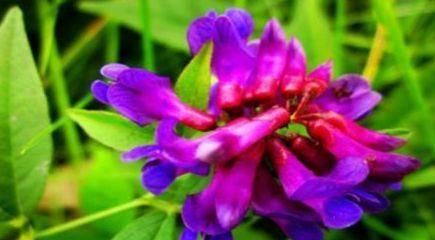 排毒养颜|女性到了中年常吃的食物，排毒养颜，润肠通便，清理体内毒素