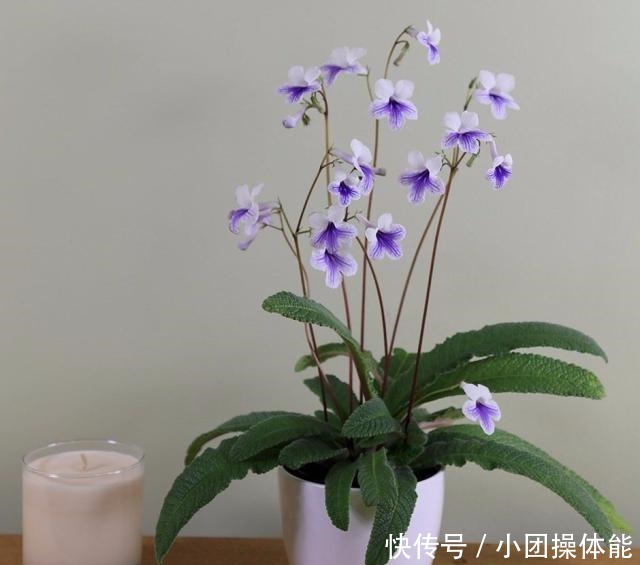 几种喜欢生长在半阴处的开花盆栽,养窗台边就很容易孕育花朵!