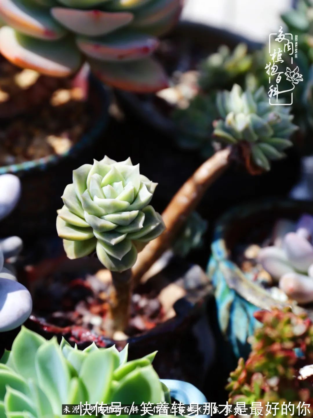 曾经的美肉,谢谢你们都惊艳过时光,谢谢你们都陪过我!