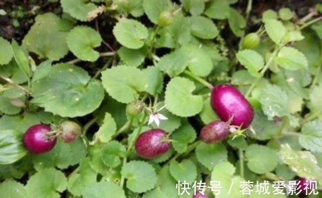 滕蔓|农村一种野果叫“地茄子”,目前稀有,药用价值极高,遇见别踩到