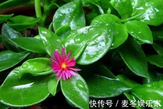 奶油伊甸园|喜欢玫瑰,不如养“高端玫瑰”永远的莫斯科,色泽鲜艳,艳压群芳