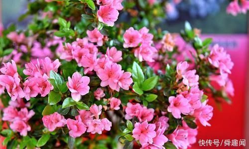 盆栽花草中的6个“醋罐子”,多浇酸水,叶子才能绿得冒油!