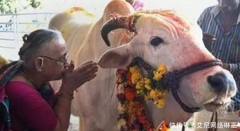 印度|印度的牛越来越多,印度人对牛肉需求量却不多,这些牛最终去哪了