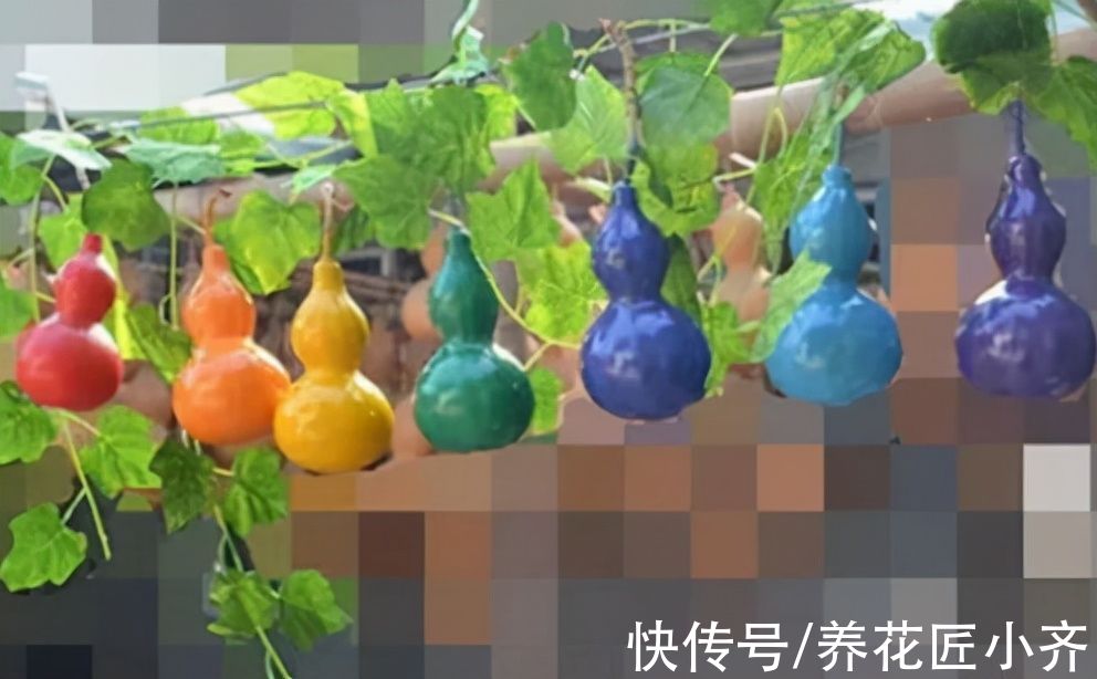 网上常见的4种花,要谨慎购买,虽然销量不低,但是都是“骗局”