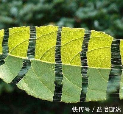 血脂异常|高血压、高血脂、高血糖最怕6种叶子茶,用它泡水喝,身体更健康