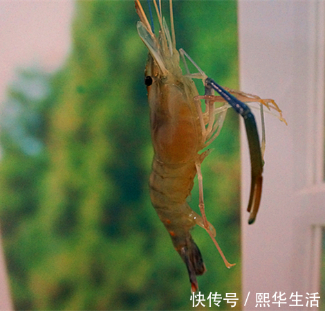 可口|美味可口的私房盐水虾，美味可口，制作简单