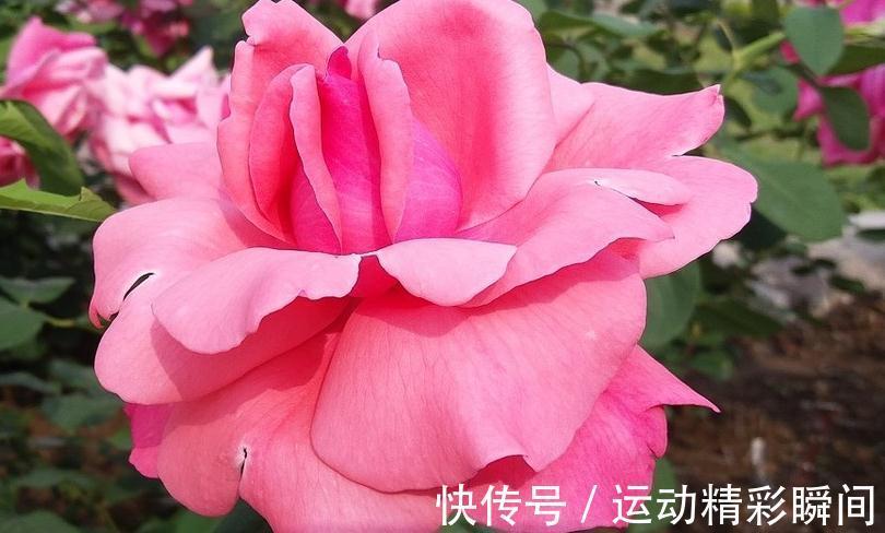 室内养花叶子变蔫,了解这些之后,植株健康,叶片翠绿又油亮