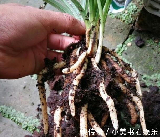 君子如兰|兰花“换盆死”怎么回事?避开这三点,否则让你白忙活