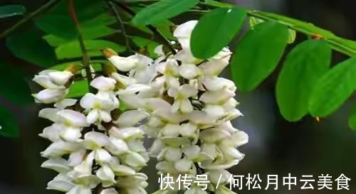 江南人|60种常见野菜，高清大图，收集全了真不容易！