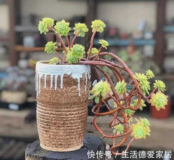 长势|养肉先养根，简单4个步骤，多肉服盆快长势旺，越养越肥厚