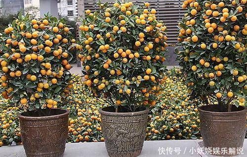 这4种“吉祥花”寓意富贵，养了就是赚了，家里人都受益