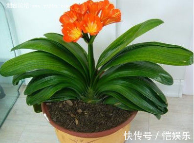 君子兰、发财树烂根了别着急把它如此丢水里,没几天就长满了根