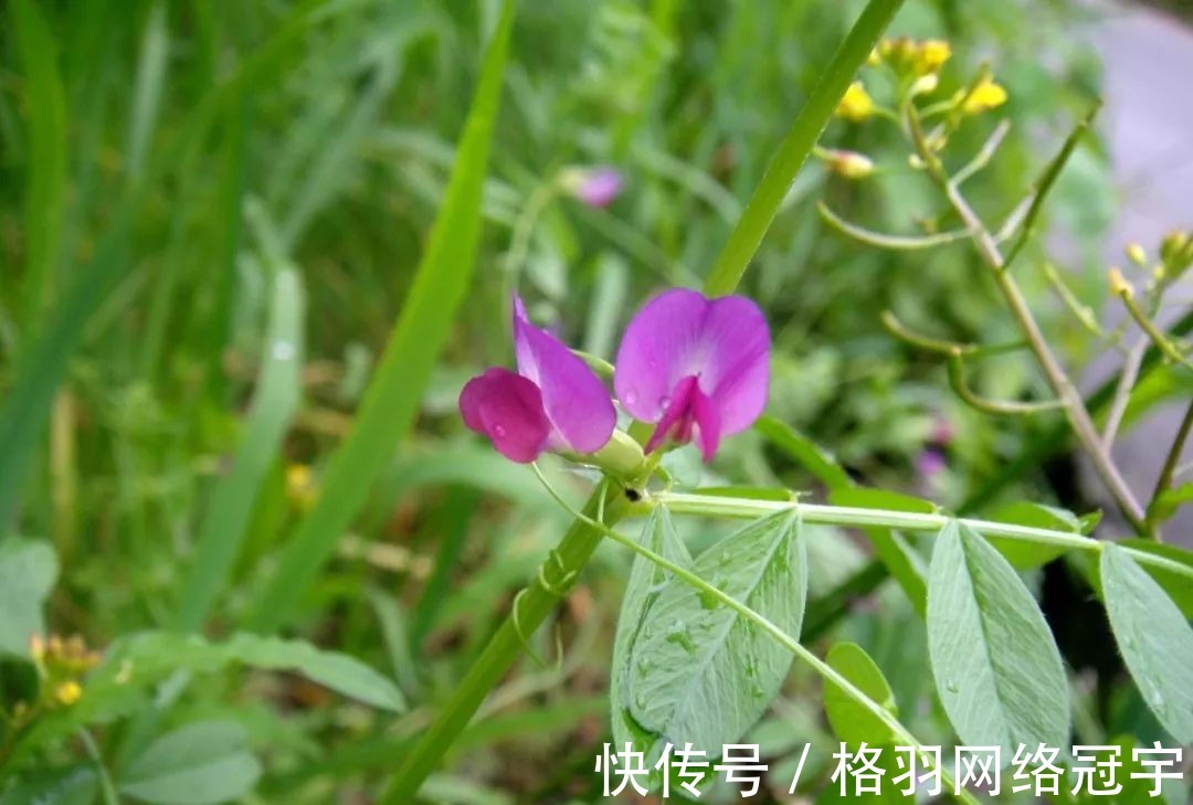 野豌豆|伯夷叔齐饿死不食周粟，采薇而食，“薇”指的什么？