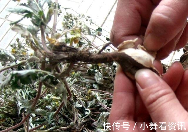 根剥开能生吃,见到别再当杂草铲除,记住它的样子像“鸡腿儿”