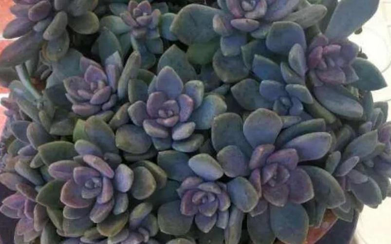 9种口碑非常好的多肉,易养护,出状态又仙又美