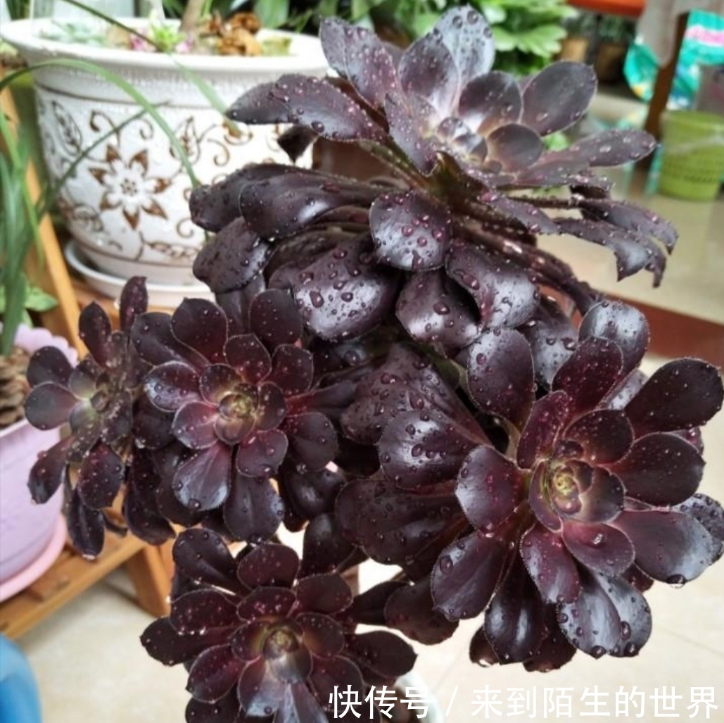 养多肉黑法师，单头变成多头，只需简单一刀，就能长出多个花头