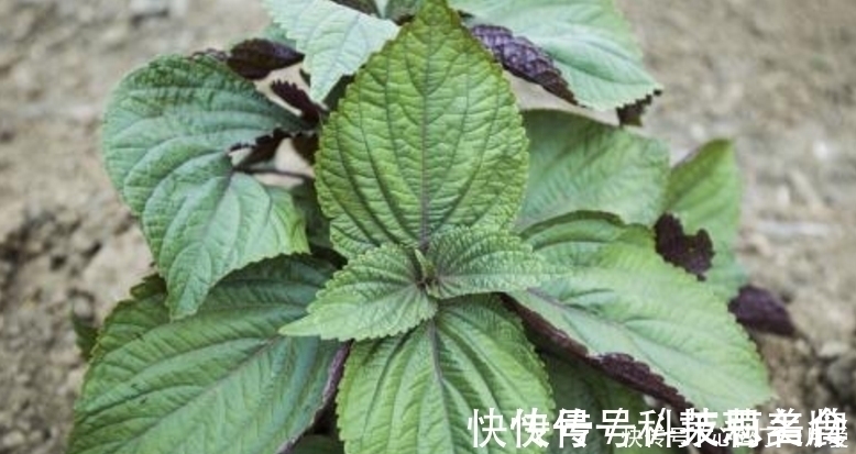 药用野菜|夏天一定要多吃这些药用野菜，治咳嗽多痰、感冒气喘，吃了就是宝