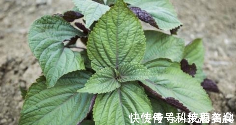 药用野菜|夏天一定要多吃这些药用野菜,治咳嗽多痰、感冒气喘,吃了就是宝