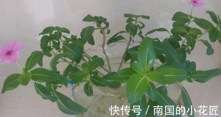 花卉|适合秋季扦插的4种花,掌握住方法,成活率比其他季节高得多