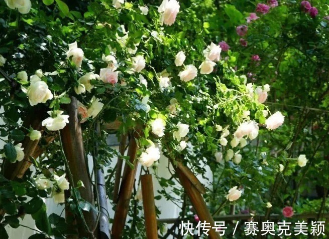 月季|想养花树没头绪?这三种花树,是公认的口碑好还“上档次”