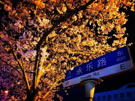 春光无限好！宝山这条“落花不扫”的道路迎来了一年中最美的时节~