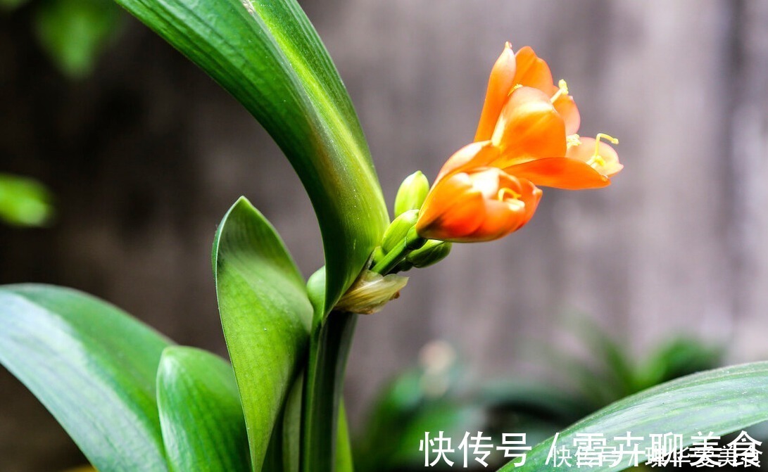 花期|“春不出，夏不晒，秋不干，冬不湿”，君子兰的四季莳养