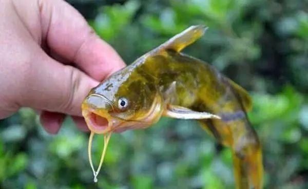 夏季钓黄颡鱼,这两种钓法很实用,钓法得当,渔获差不了