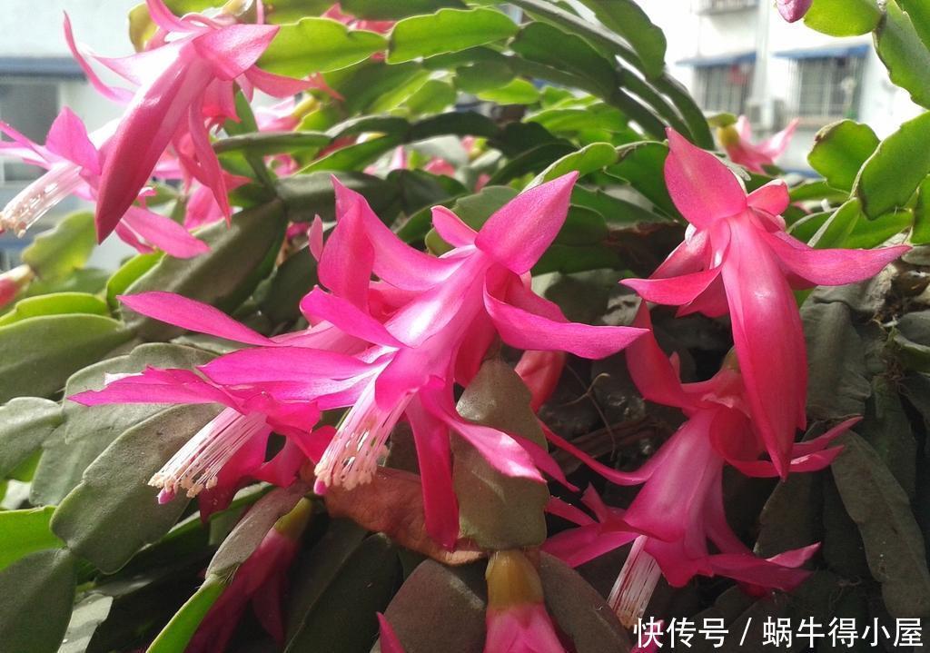 这5种花的养护方法，日照水肥处理好，花就长得好