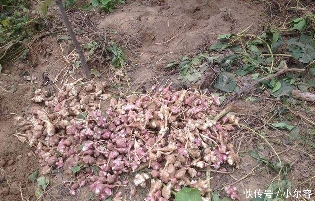 够吃|农村把此菜叫洋姜,吃着甜甜的,每年种一次全家够吃一年