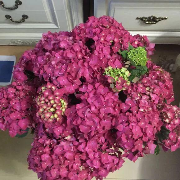 长寿月季花后赶紧剪一刀,剪完就开花,一直剪一直开!