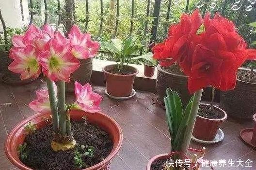 家庭养花选谁合适首选4种花，好看又好养，花期长、开花数量多！