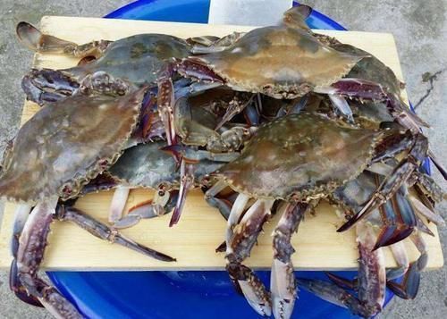 同样是蟹,梭子蟹、大闸蟹、青蟹都有啥区别看完下次别再买错