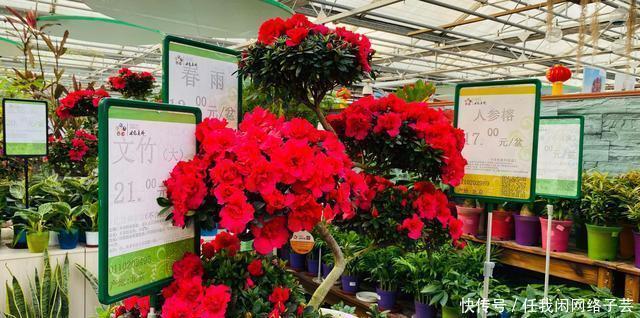 北京开了第一家绿植花卉大超市,就在南三环边上明码标价新鲜实惠