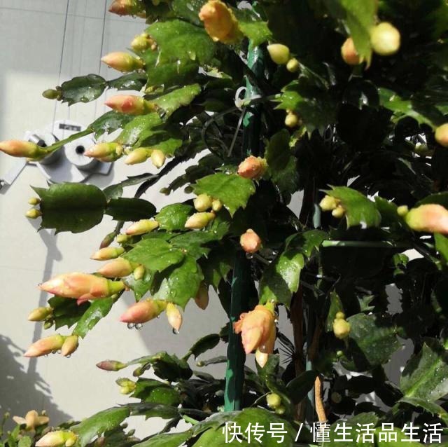 蟹爪兰“软趴趴”像霜打了一样,因为犯了1个大错,赶紧改来得及!