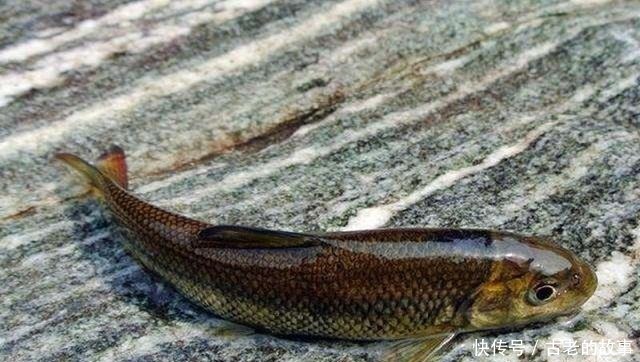 杂鱼|这种鱼三年才长10厘米,很容易误认是小杂鱼,现在要千元一斤