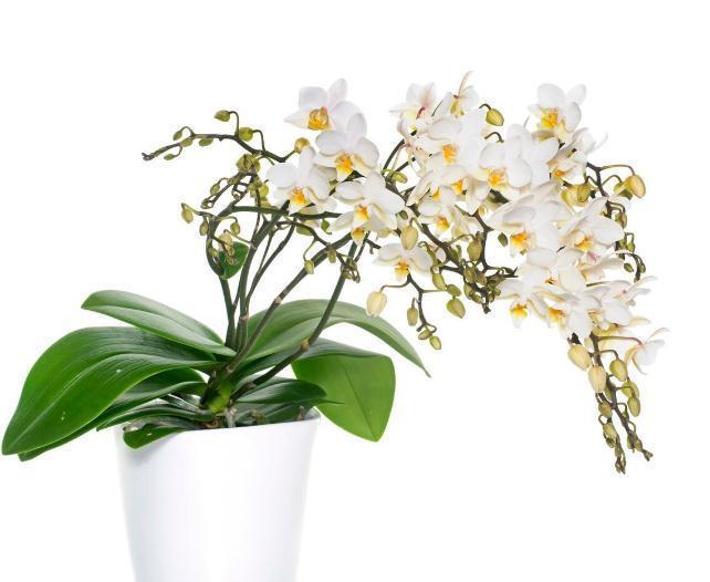 养兰花要懂得服盆和分苗，如果不懂，凭什么能养好