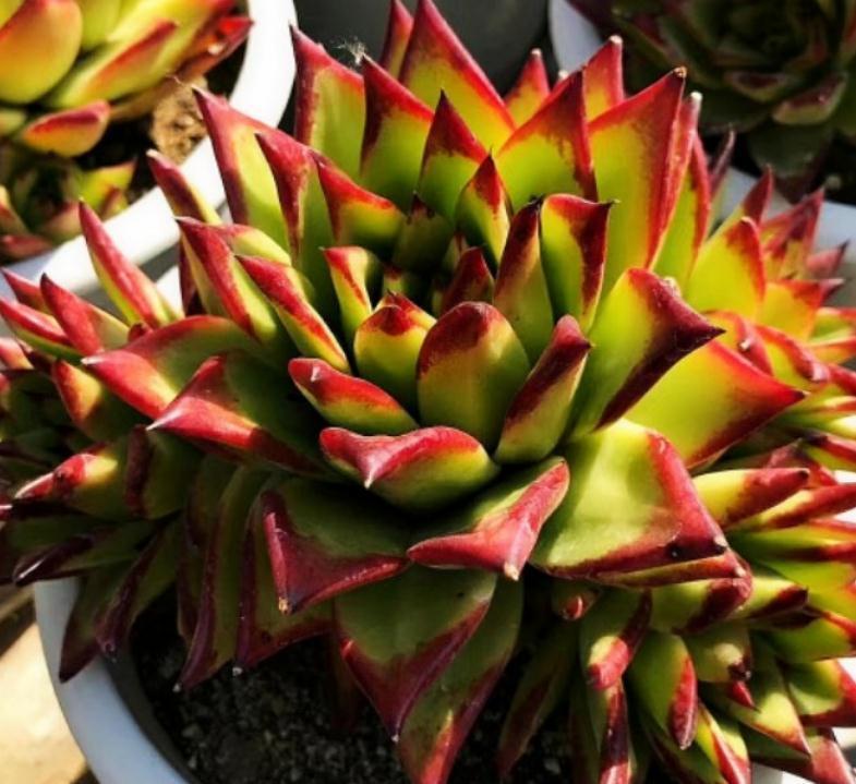 多肉浇水秘笈,各位肉友大神们怎么看