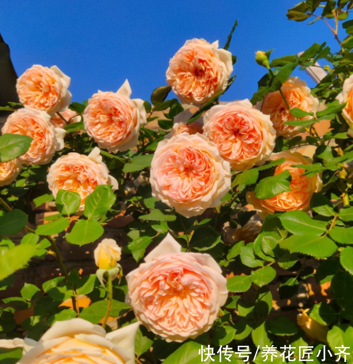 5月养月季指南，把这些“经验”学到，高温之前，还能再开一波