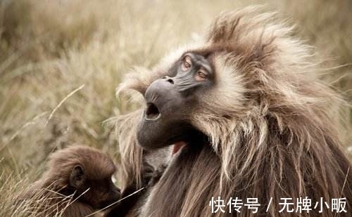 移植|狒狒心脏可以代替人类心脏吗?加州这个女孩,移植心脏后活了21天