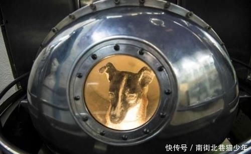 致敬太空英雄莱卡,这只世界上首登太空的狗狗,永远的航天丰碑