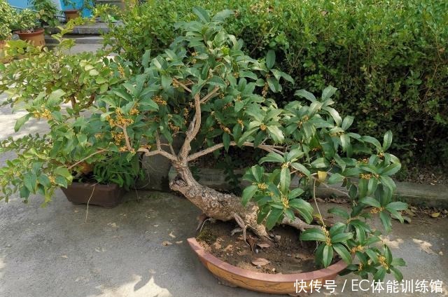 不值钱的“小树苗”,养几年越来越有“富贵气”,1盆上万元!