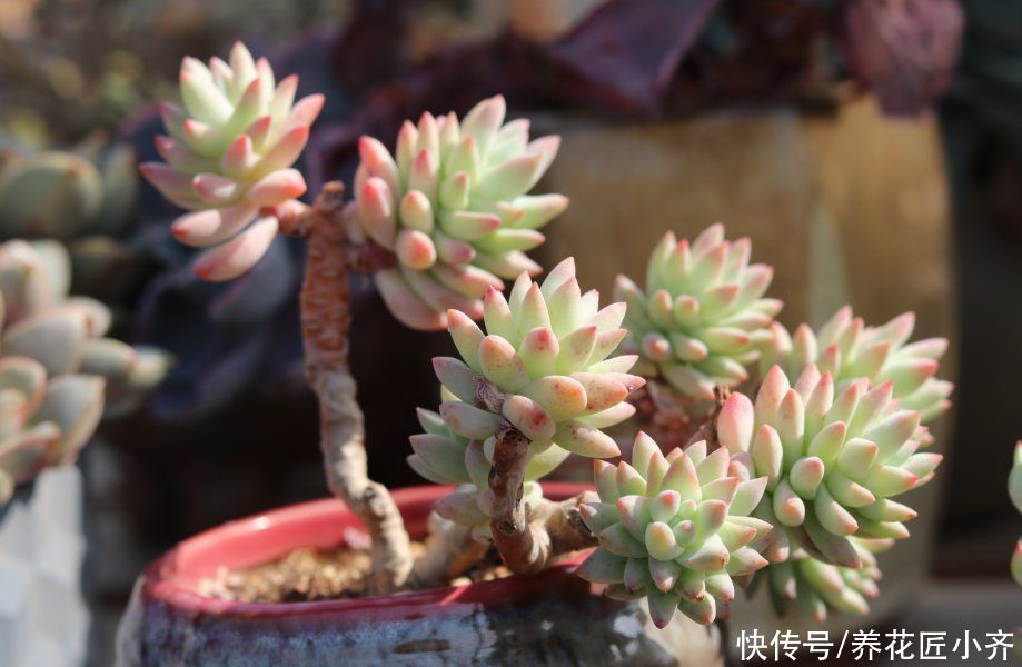 叶片|夏天养多肉不要做“四件事”,否则多肉养不活