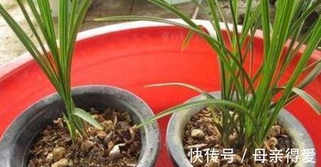 家里的3种垃圾别乱扔，学会此样做，放花盆里效果好，很实用