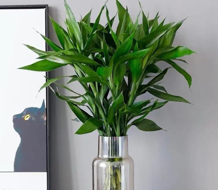 不管穷人富人,客厅建议摆放“3种花”,不贵而且寓意好