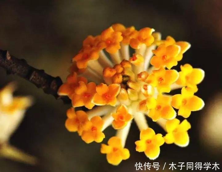 打结花!真漂亮啊!