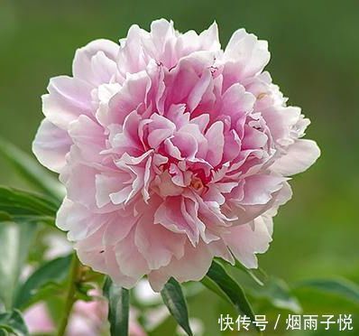 播种|家里养上3种花，耐热又耐寒，四季有花赏，五彩缤纷