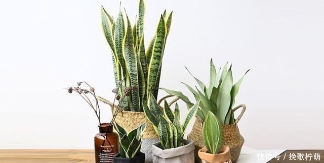 常春藤|冬天啥花都可以不养,唯独这5种,养一盆在家,对身体有好处,值!