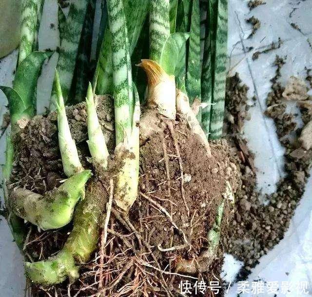 打开虎皮兰这个神秘机关,疯狂冒芽摁不住,简直把盆撑炸