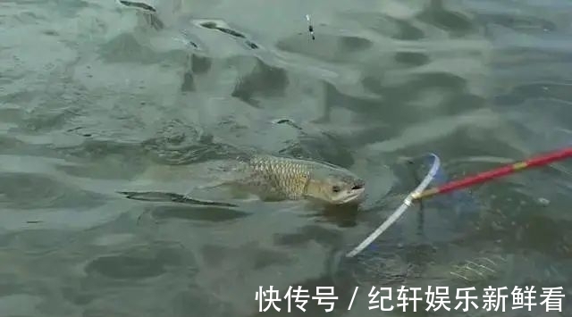 黑坑|被钓过的鱼还会吃鱼饵吗?真相原来是这样!